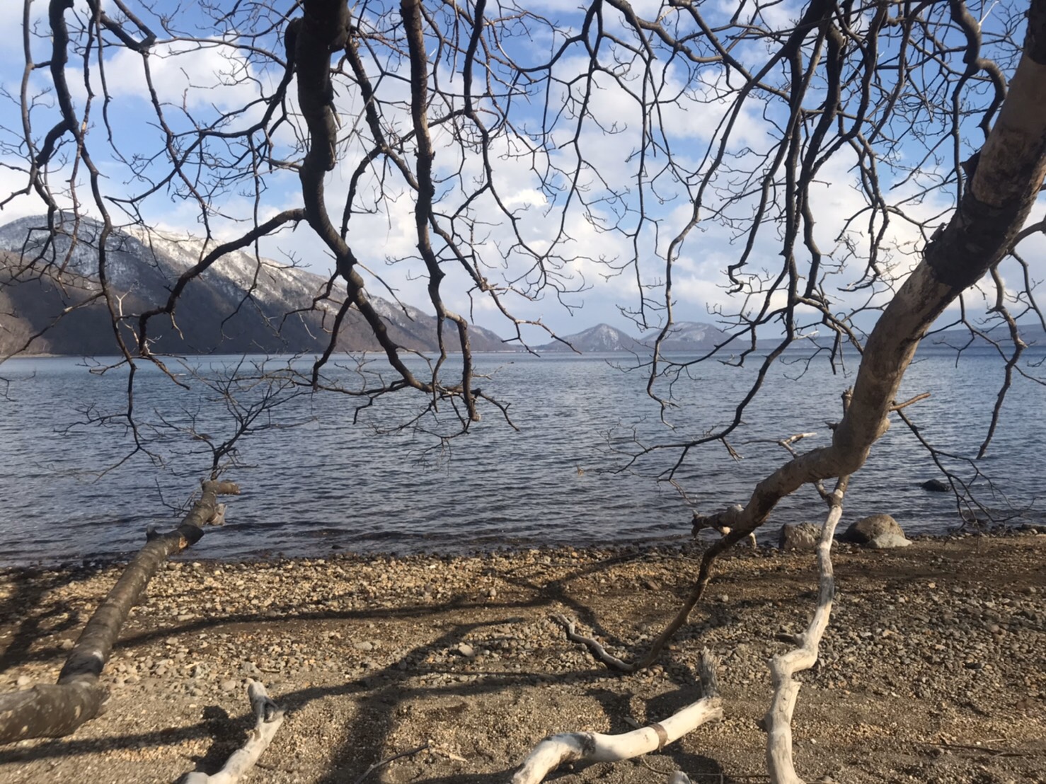 支笏湖の枯れ木が幻想的