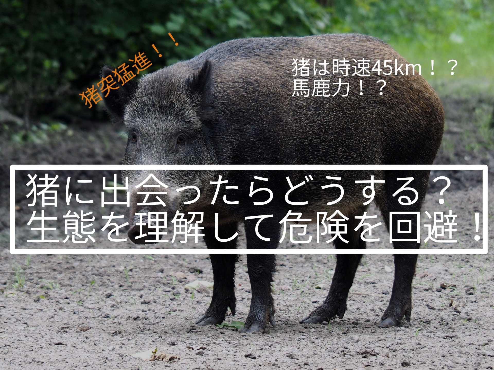 キャンプ等でイノシシに出会ったらどうする 生態を理解して危険を回避 ぱらふぁむキャンプ キャンプ等でイノシシに出会ったらどうする 生態を理解して危険を回避 ぱらふぁむキャンプ
