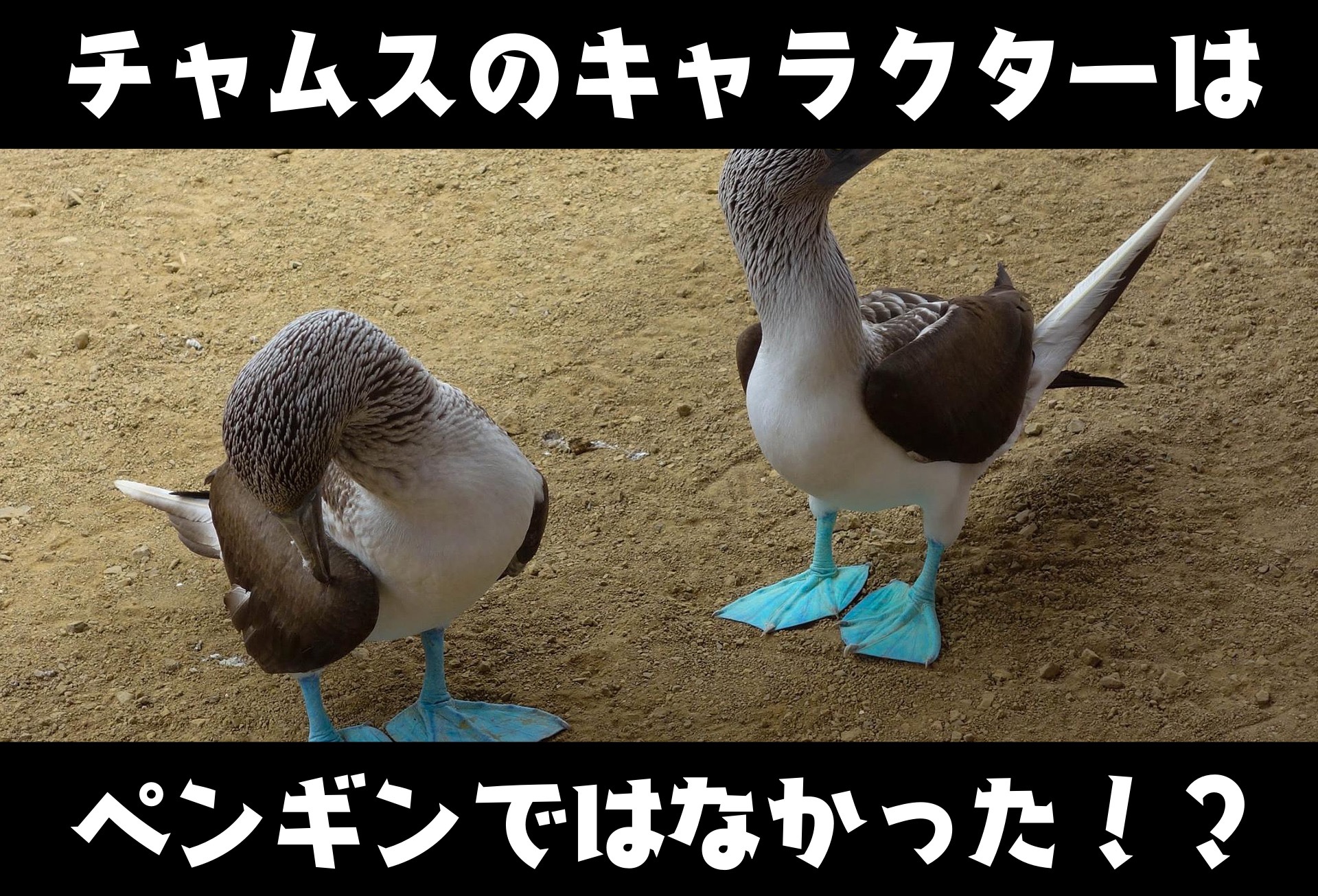 カツオドリだよ チャムスのキャラクターはペンギンでは無かった ぱらふぁむキャンプ カツオドリだよ チャムスのキャラクターはペンギンでは無かった ぱらふぁむキャンプ