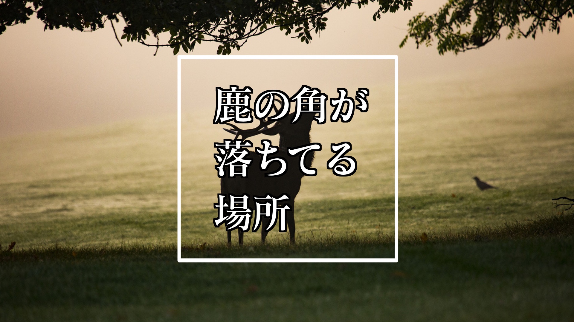 買うと高い鹿の角は拾える 落ちてる場所や 生え変わりの時期を解説 ぱらふぁむキャンプ 買うと高い鹿の角は拾える 落ちてる場所や 生え変わりの時期を解説 ぱらふぁむキャンプ